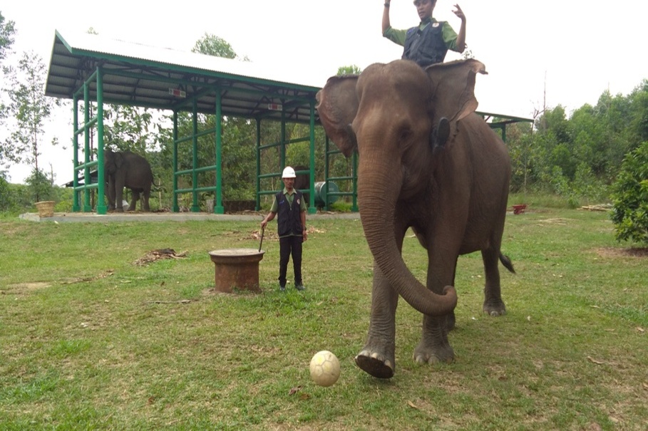 One of the elephants in RAPP's Flying Squad attempts to play football. (JG Photo/Muhamad Al Azhari)