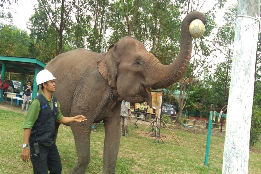 A mahout assists an elephant playing with a basketball. (JG Photo/Muhamad Al Azhari)