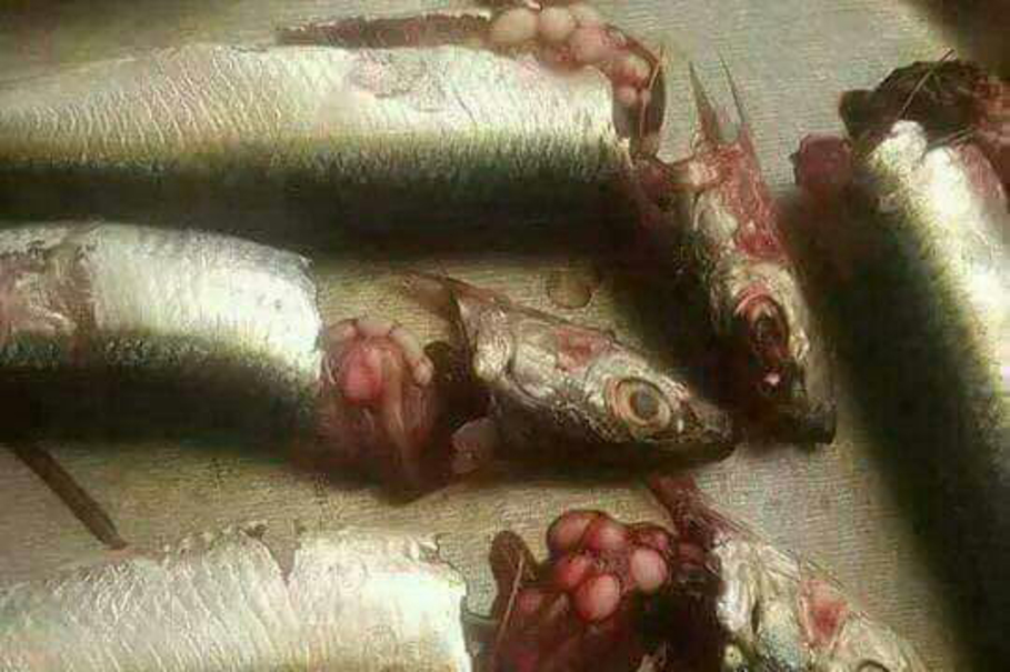 Xenoma inside sardines. (Photo courtesy of the Ministry of Maritime Affairs and Fisheries' website)