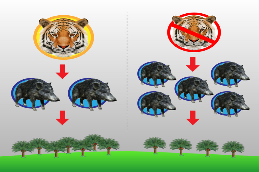 asian forest food web tiger