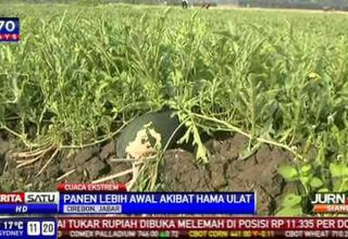 Hama Ulat Rugikan Petani Semangka di Cirebon