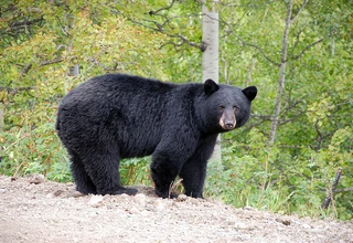 Bukti DNA, Ternyata Beruang 250 Kg Bukan Pelaku Tunggal Pembobol 28 Rumah