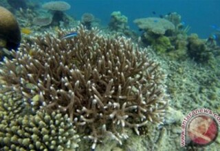 Jaga Ekosistem Laut, Bukit Asam Tanam Terumbu Karang