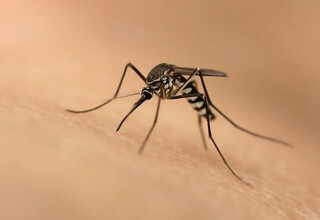 Singapura Laporkan Kasus Zika Pertama dan 666 Demam Berdarah