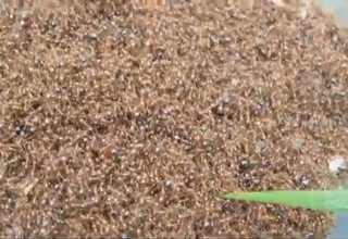 Mau Tahu Berapa Jumlah Semut-semut di Dunia? Ini Perkiraan Ilmuwan