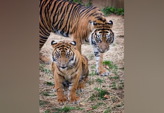 Tiga Harimau Sumatera Ditemukan Mati di Aceh Selatan