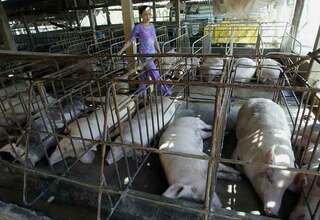 Pertama Kali, Vietnam Berhasil Kembangkan Vaksin Flu Babi