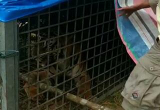 Polda Bengkulu Periksa 3 Tersangka Penjual Kulit dan Organ Harimau Sumatera