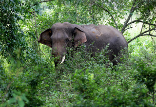 Diduga Birahi, Gajah Mengamuk hingga Tewaskan Anggota Babinsa