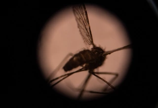 Studi: Spesies Nyamuk Asia Ancam Kota di Afrika