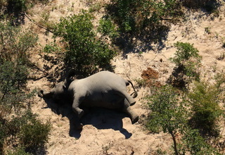 Sianobakteri Picu Kematian 300 Gajah Botswana