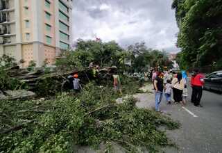 BPBD Kota Bogor Ingatkan Waspada Pohon Tumbang
