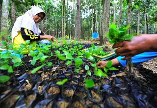 2022, Sebanyak 1.066 Pohon di Kota Bogor Ber-KTP
