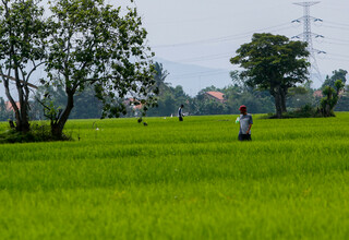Ekonomi Kuartal II Positif, Gubernur Jatim dan Jateng Puji Kontribusi Pertanian