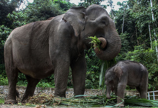 Gajah Sumatera Lahir di Suaka Margasatwa Padang Sugihan