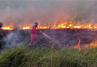 Kebakaran Hutan di Riau, Kapolda: Kita Kejar Pemilik Lahan