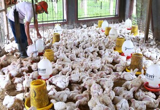 KBI Sarankan Pengusaha Ayam Potong Manfaatkan Resi Gudang