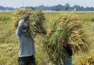 Bank Dunia Apresiasi Kemajuan Sektor Pertanian Indonesia