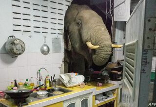Cari Camilan Tengah Malam, Gajah Thailand Masuk Dapur Penduduk