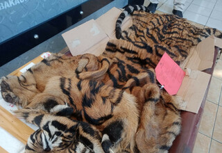 Polisi Gagalkan Penyelundupan Kulit Harimau Sumatera