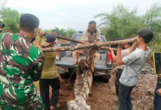 Seekor Harimau Sumatera Mati Terjerat di Bengkalis