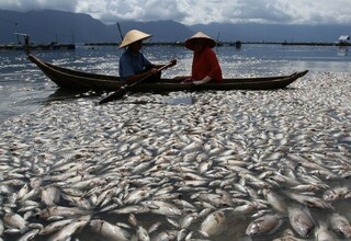 Ratusan Ton Ikan Mati di Danau Maninjau