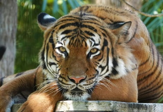 Gigit Petugas Kebersihan, Harimau Malaya Ditembak Mati