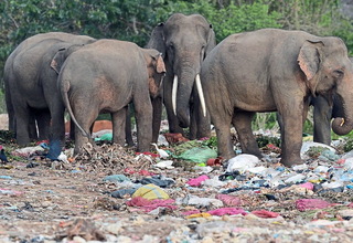 Makan Sampah Plastik, Puluhan Gajah Sri Lanka Mati