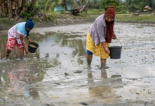 Dukung IKN, Sulteng Siapkan Kawasan Pangan Nusantara 30.000 Ha di Donggala
