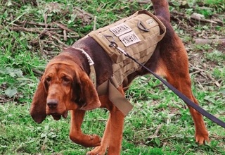Max si Anjing Pelacak yang Berjasa Temukan Gembong Narkoba Meksiko