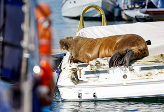 Freya, Anjing Laut Betina, Tenggelamkan Kapal di Norwegia