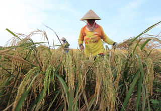 Presiden Jokowi Minta Neraca Produktivitas Pertanian Dijaga