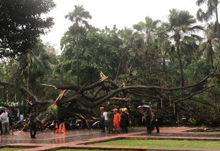 Korban Pohon Tumbang di Jakarta Berhak Ajukan Santunan