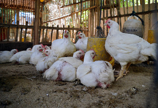 Badan Wakaf Indonesia Bangun Tempat Pemotongan Ayam di Batam 