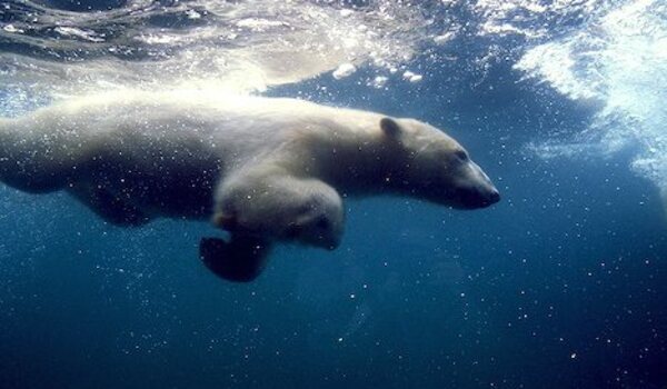 Beruang kutub dapat terlindung dari cuaca dingin karena mempunyai