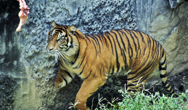 630+ Gambar Hewan Harimau Jawa HD Terbaik