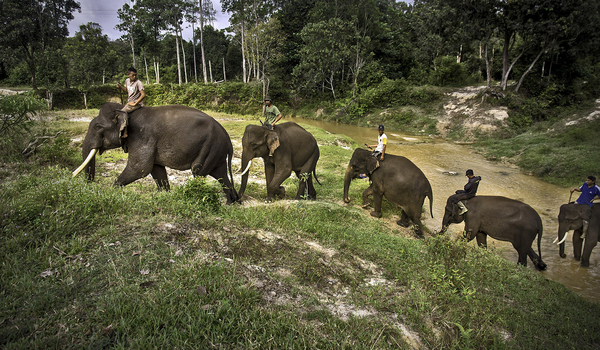 87 Gambar Hewan Gajah Sumatera HD Terbaik