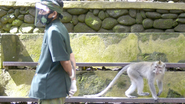 Seorang petugas berjalan di dekat seekor kera ekor panjang (Macaca fascicularis) di Monkey Forest Ubud, Gianyar, Bali, Sabtu 25 Juli 2020. Meski berbagai objek wisata di Pulau Dewatatelah dibuka, namun pengelola Monkey Forest Ubud belum membuka kunjungan bagi wisatawan untuk mencegah pandemi Covid-19. 
