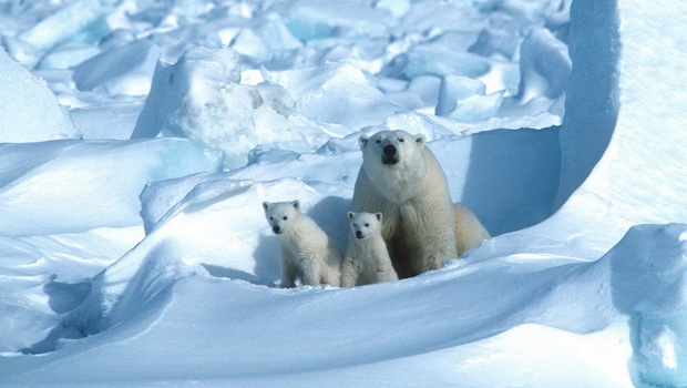 Foto dokumentasi pada 17 Juli 2020 dari Polar Bears International memperlihatkan seekor beruang kutub dengan anak-anaknya di Lautan Es, timur laut Teluk Prudhoe di Alaska pada tahun 1985. Perubahan iklim membuat beruang kutub yang kelaparan menjadi punah.