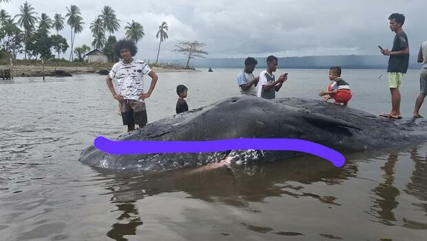 Seekor paus yang panjangnya 9 meter ditemukan warga mati dan terdampar di pantai Desa Jiko Tamu, Kecamatan Obi, Kabupaten Halmahera Selatan, Provinsi Maluku Utara, Kamis, 7 Januari 2021.