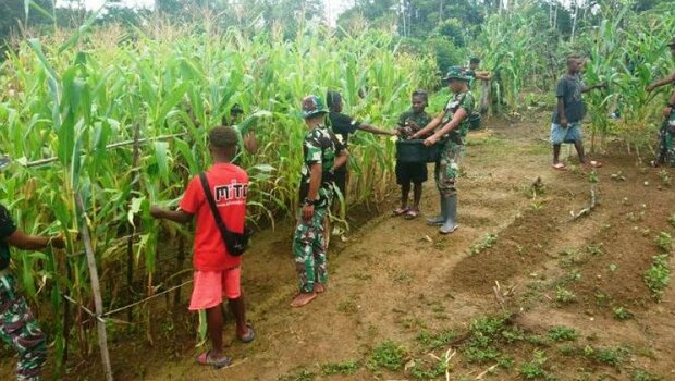 Personel Satgas Yonif 312 bersama warga Kampung Monggoafi, Distrik Yafi, Kabupaten Keerom, Papua, memanen jagung untuk memenuhi kebutuhan makanan di masa pandemi Covid-19.  