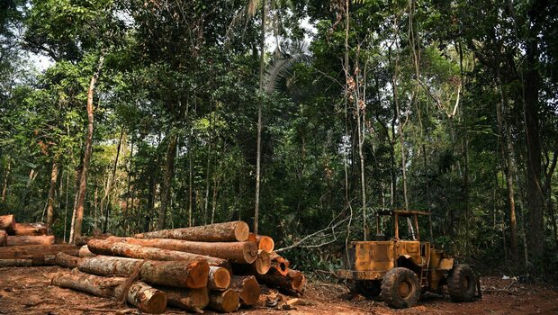 Kayu gelondongan di dalam Fazenda Nicolau, yang dikelola oleh LSM hutan karbon yang terkait dengan perusahaan Prancis Peugeot, di Alta Floresta, Mato Grosso, Brasil, 29 Agustus 2021. 