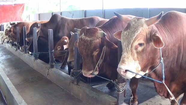 Wabah PMK (Penyakit Mulut dan Kuku), mulai dirasakan oleh sejumlah peternak sapi di Kota Balikpapan, Kalimantan Timur.