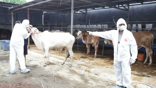 Menteri Pertanian Syahrul Yasin Limpo meninjau peternakan sapi Rumah Qur'an Lubawi, Tangerang Selatan, Kamis 19 Mei 2022.