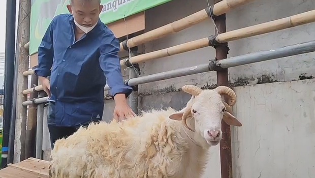 Pemilik Mall Hewan Kurban, Haji Doni memperlihatkan domba bertanduk empat yang di dapat dari seorang peternak.