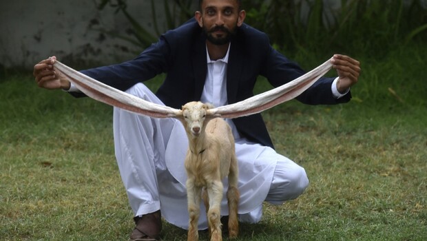 Peternak Mohammad Hasan Narejo berpose dengan Simba, anak kambing bertelinga panjang, di Karachi, Pakistan, pada 6 Juli 2022.