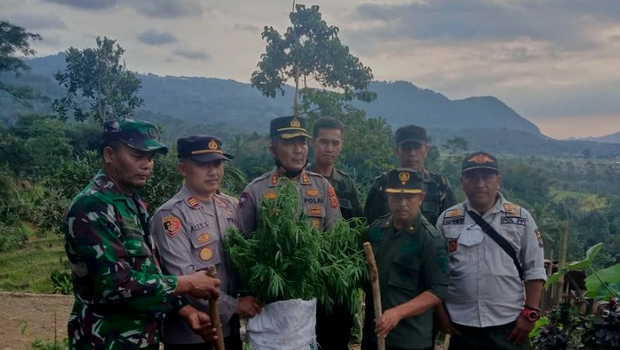 Petugas gabungan Polres Cianjur, Jawa Barat, kembali temukan ladang ganja baru di Gunung Karuhun, Kecamatan Campaka, Kamis 7 Juli 2022.