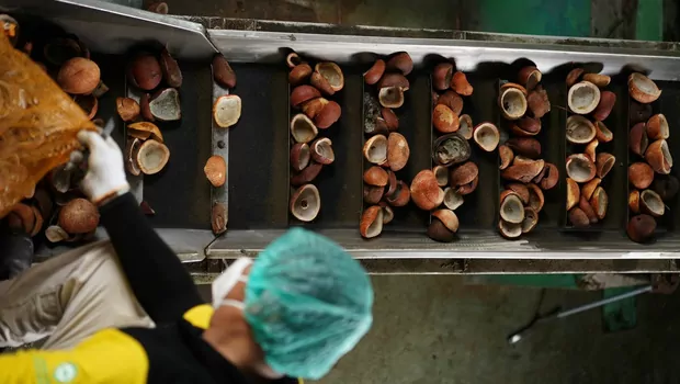 Seorang pekerja memindahkan kopra ke mesin pengolah untuk diproduksi menjadi RBD Coconut Oil.