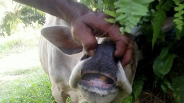 Salah satu hewan ternak sapi yang terinfeksi virus PMK di Kabupaten Siak, Provinsi Riau. Saat ini sudah 284 yang terinfeksi tersebut di 10 kecamatan di Siak.  