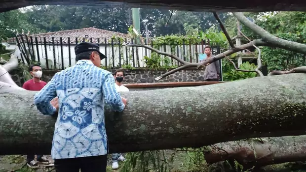 Wali Kota Bogor Bima Arya meninjau pohon tumbang di Cidangiang, Bogor Tengah, Kota Bogor, Minggu, 4 September 2022.
